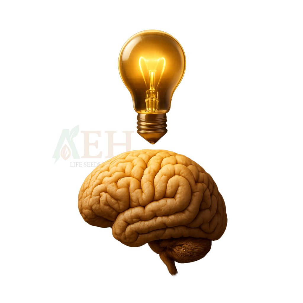 Increase Cognitive Function