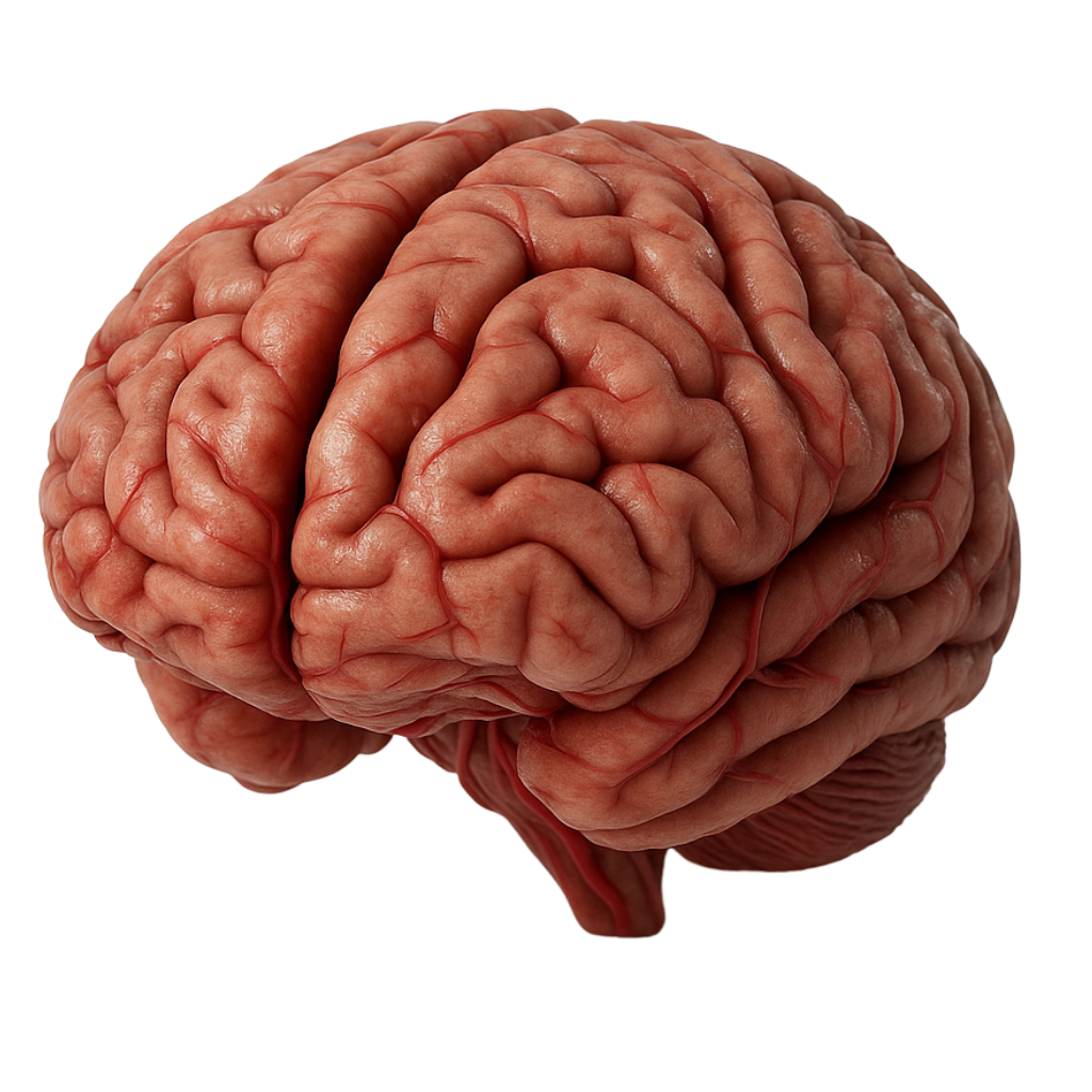 Brain