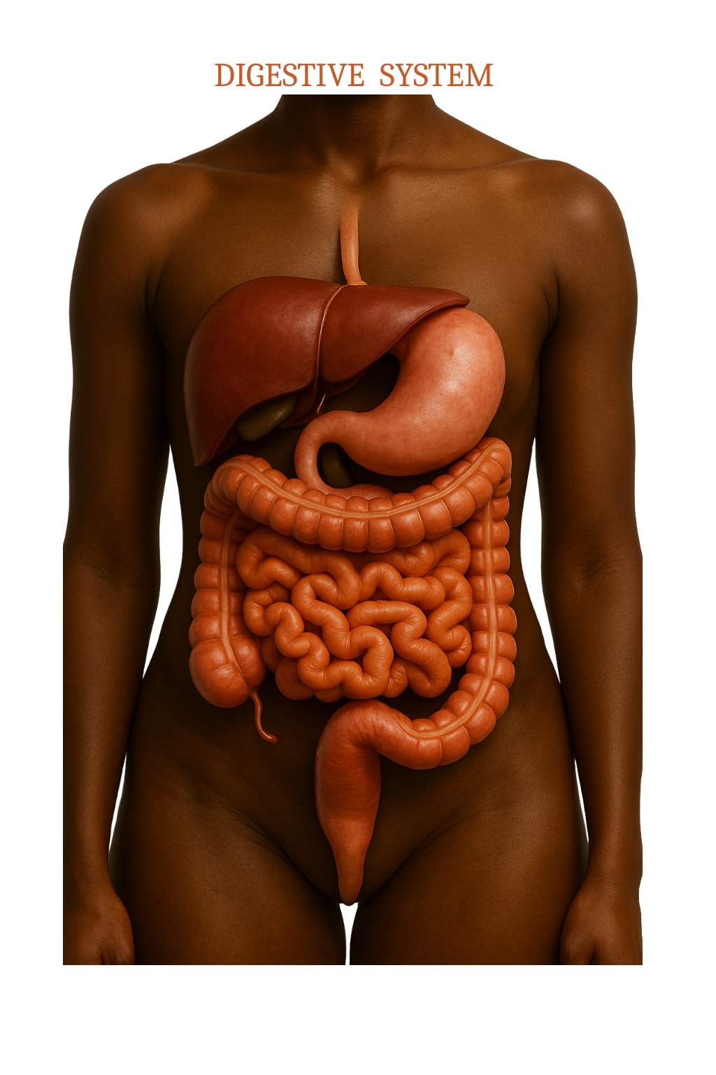 Digestive