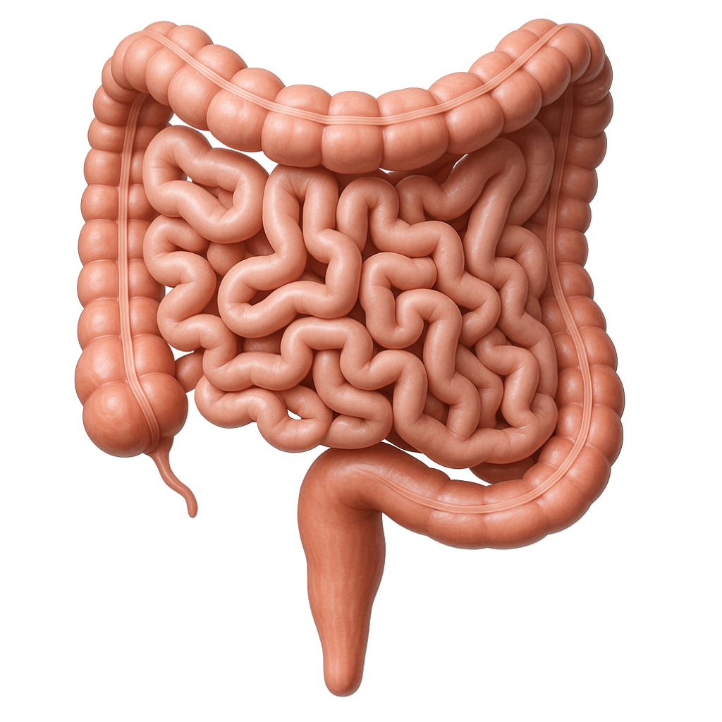 Intestine