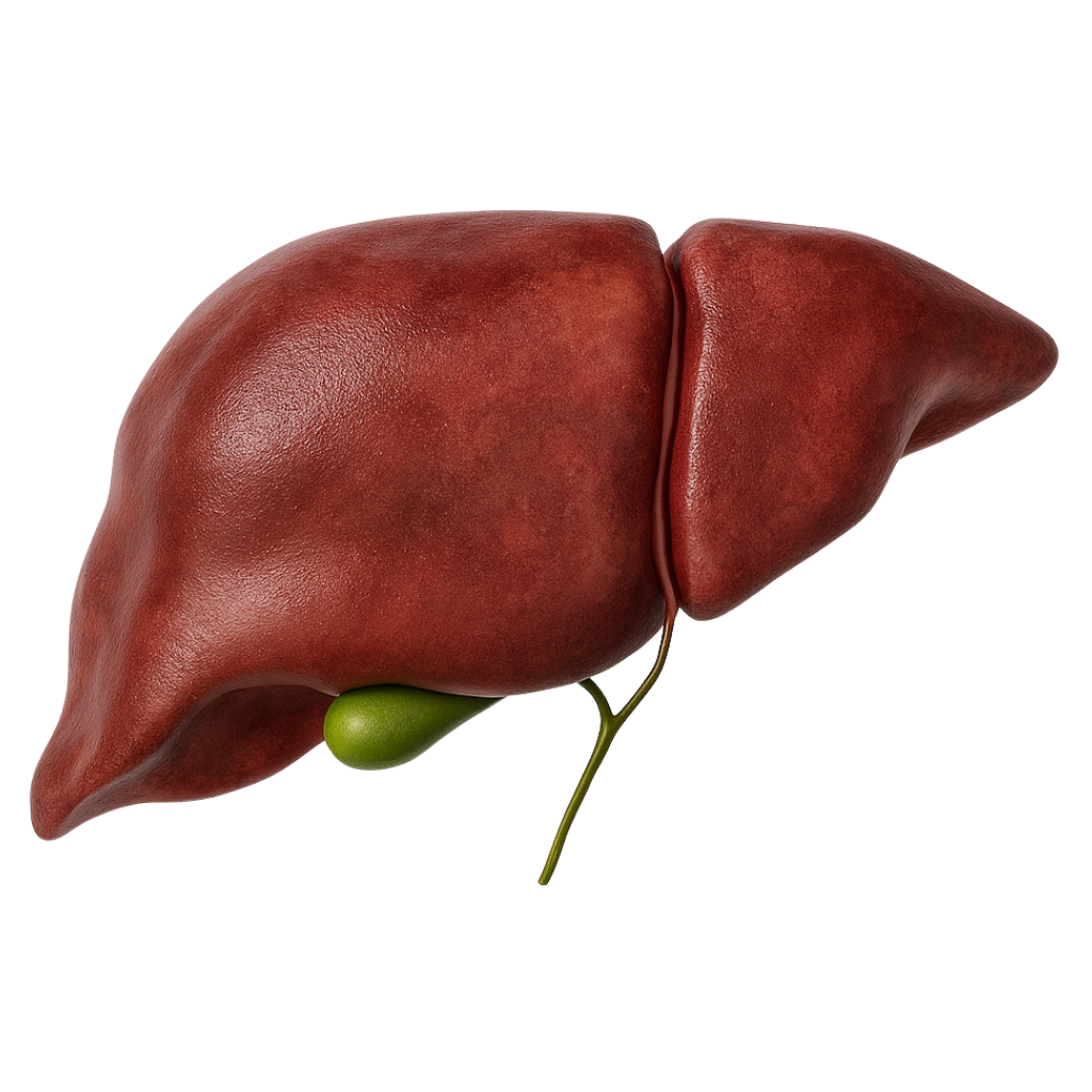 Liver