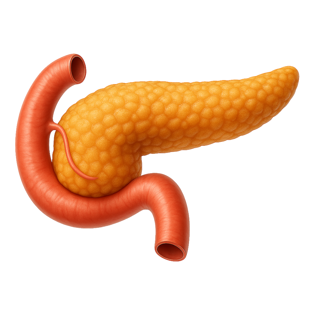 Pancreas