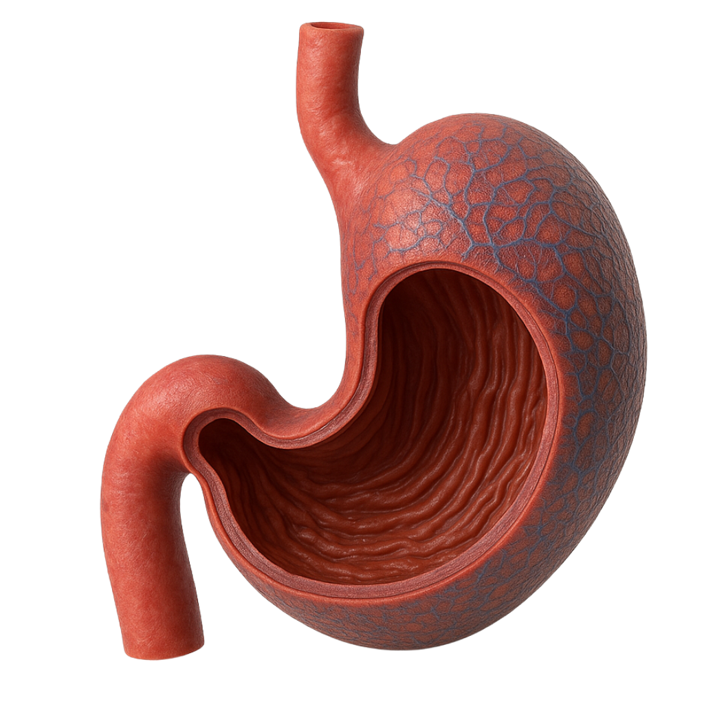 Stomach